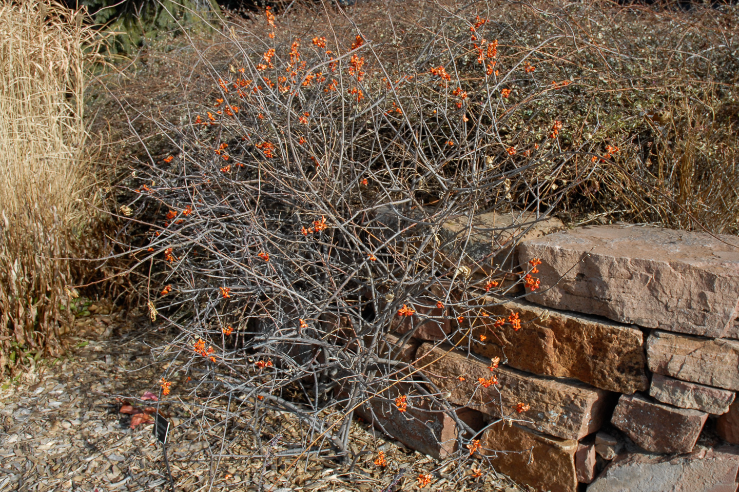 American Bittersweet